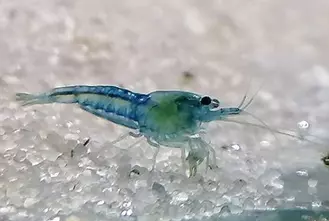 Blue Jelly Shrimp